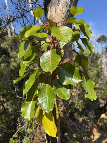 Cheirodendron trigynum observed 2025-04-03