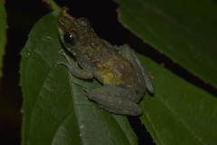 Staurois tuberilinguis