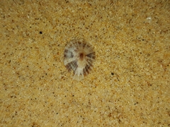 Siphonaria denticulata