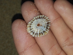 Siphonaria denticulata