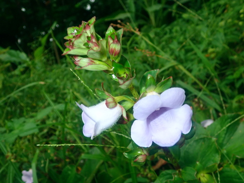 Gloxinia perennis, photograph 5