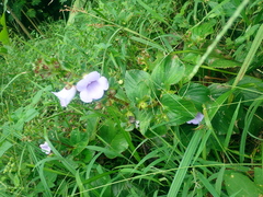 Gloxinia perennis, photograph author not stated, no rights reserved