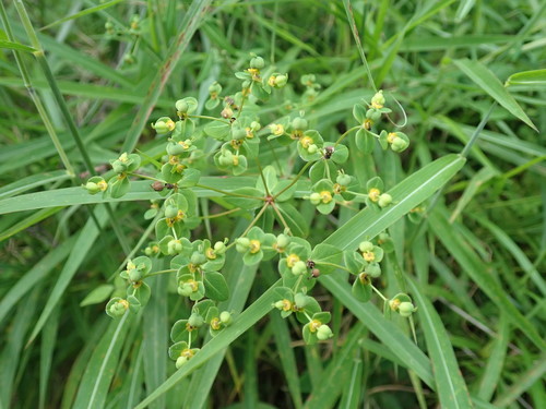Image of Peking Spurge (Euphorbia pekinensis) by (c) Yoshihiro Tokue, some rights reserved (CC BY)