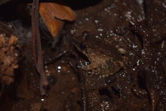 Limnonectes palavanensis