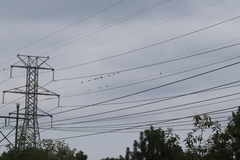 Zenaida macroura carolinensis