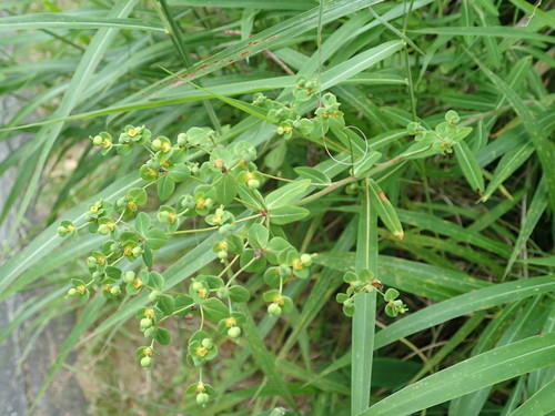 Image of Euphorbia pekinensis by (c) Yoshihiro Tokue, some rights reserved (CC BY)