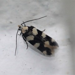 Pseudotelphusa tessella