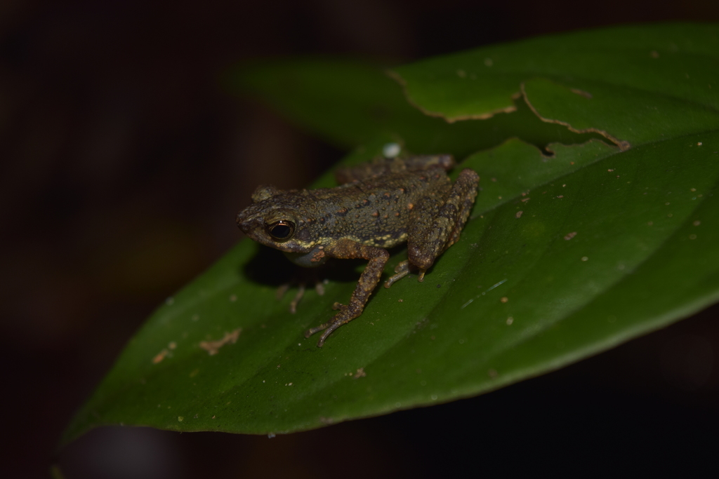 White-Lipped Slender Toad
