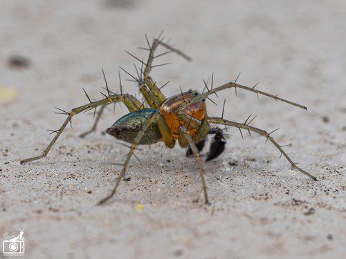 Striped Lynx Spider