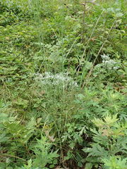 Eupatorium hyssopifolium