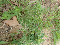 Eupatorium hyssopifolium