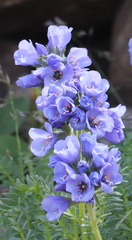 Polemonium confertum