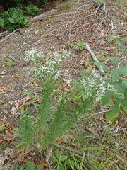 Eupatorium hyssopifolium