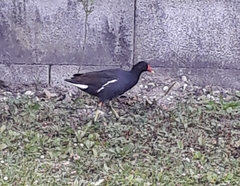 Gallinula chloropus