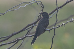 Cacomantis passerinus