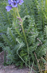Polemonium confertum