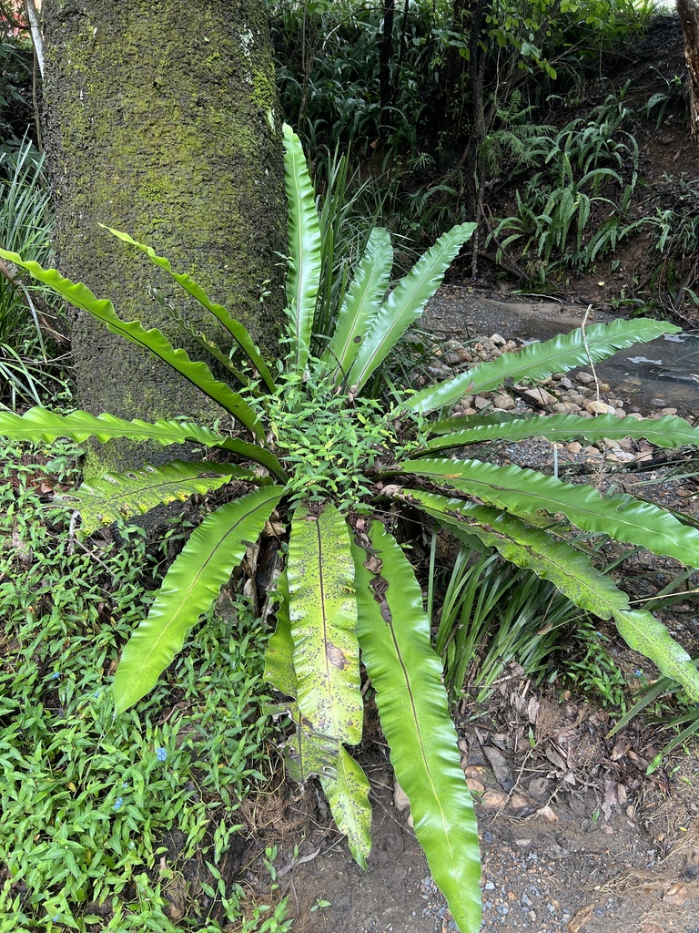 Asplenium australasicum, Queensland, AU