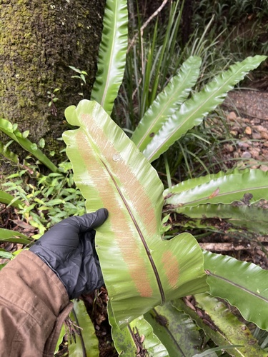 Asplenium australasicum