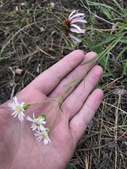 Solidago ptarmicoides