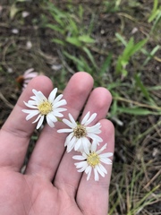 Solidago ptarmicoides