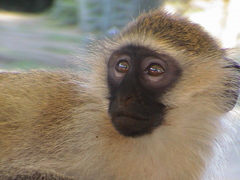 Chlorocebus pygerythrus