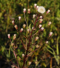 Erigeron acris kamtschaticus