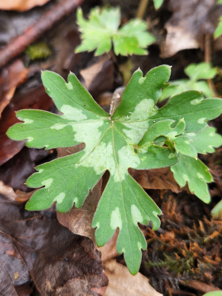 Broad-leaf Waterleaf from Erie, PA 16506, USA on April 3, 2025 at 05:25 ...
