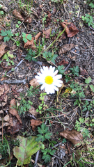 Tripleurospermum inodorum