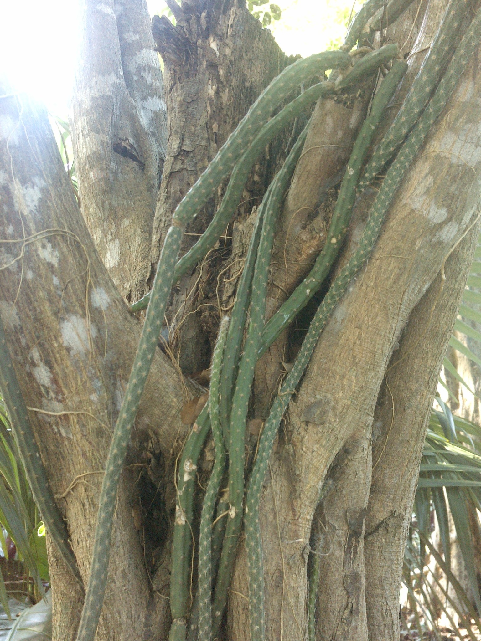 Selenicereus grandiflorus ssp. donkelaarii