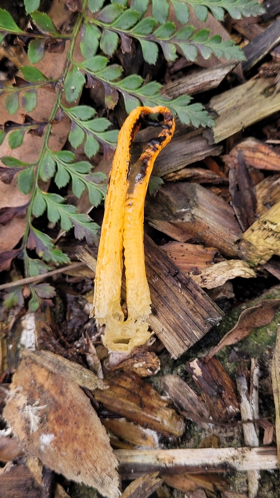 Pseudocolus fusiformis · April 2025 · photo: © eamonn_c (iNaturalist, cc-by)
