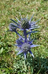 Eryngium bourgatii