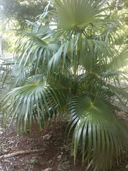 Coccothrinax readii
