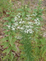 Eupatorium hyssopifolium