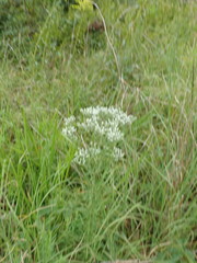 Eupatorium hyssopifolium