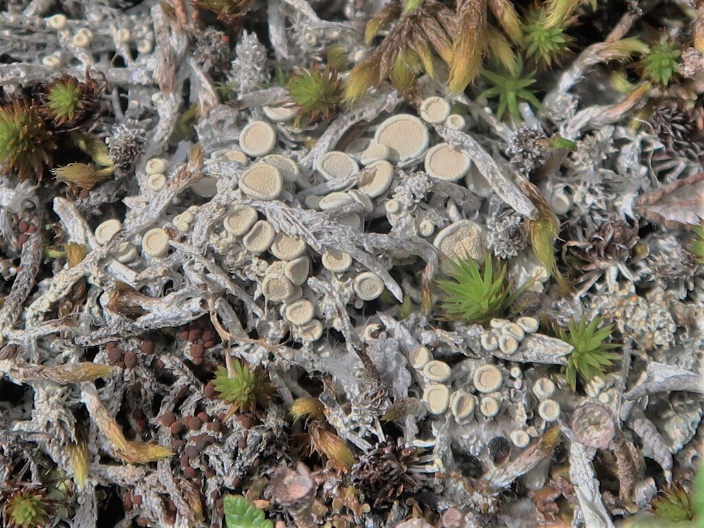 Tundra Saucer Lichen