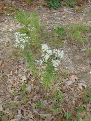Eupatorium hyssopifolium