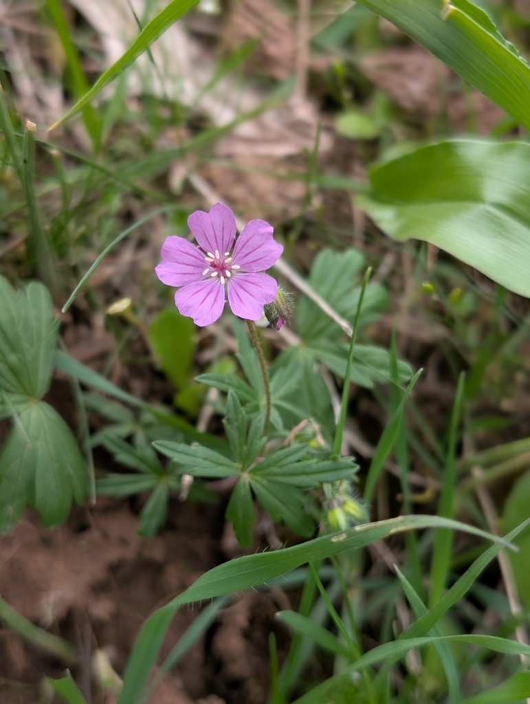 Geranium kotschyi