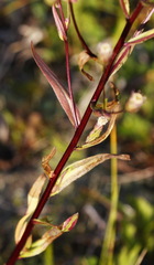 Erigeron acris kamtschaticus