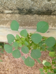 Sida urens