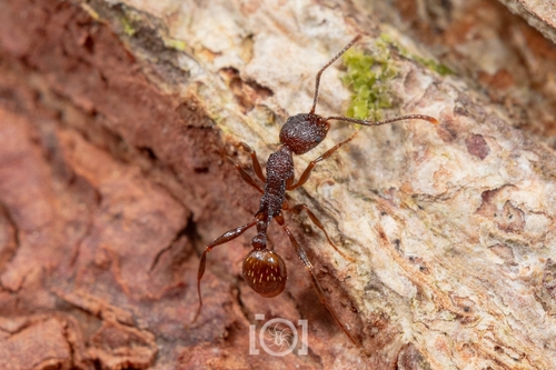 Mary's Collared Ant photo 4