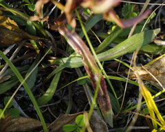 Erigeron acris kamtschaticus