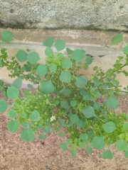 Sida urens
