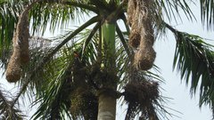 Roystonea dunlapiana