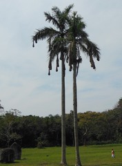 Roystonea dunlapiana