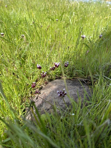 iNaturalist observation photo of white-tipped clover