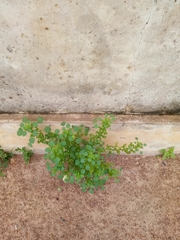 Sida urens