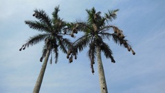 Roystonea dunlapiana