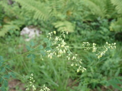 Thalictrum minus hypoleucum