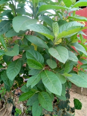Gymnanthemum amygdalinum