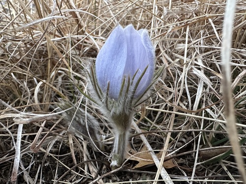 Eastern Pasqueflower (Pulsatilla patens)